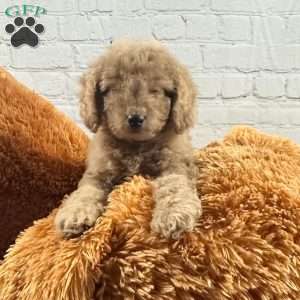 Daria, Mini Goldendoodle Puppy